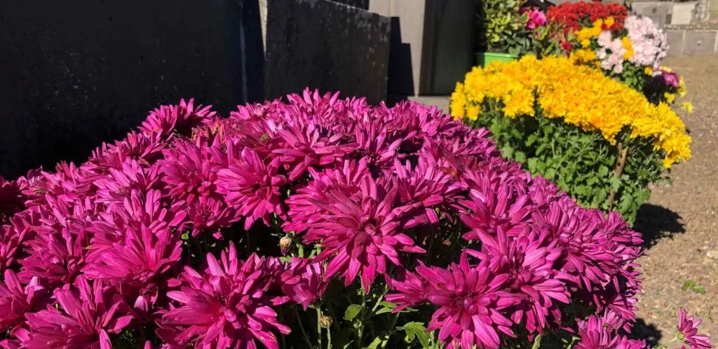 Compositions florales et chrysanthèmes colorés pour la décoration des sépultures au cimetière